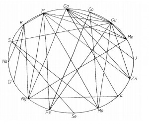 Eine mineralische Fehlernährung besteht nicht nur in einer Unter- oder Überversorgung, sondern auch in einer Imbalanz zwischen den Elementen. Diese vielfältigen Interaktionen sind in dem Diagramm dargestellt: