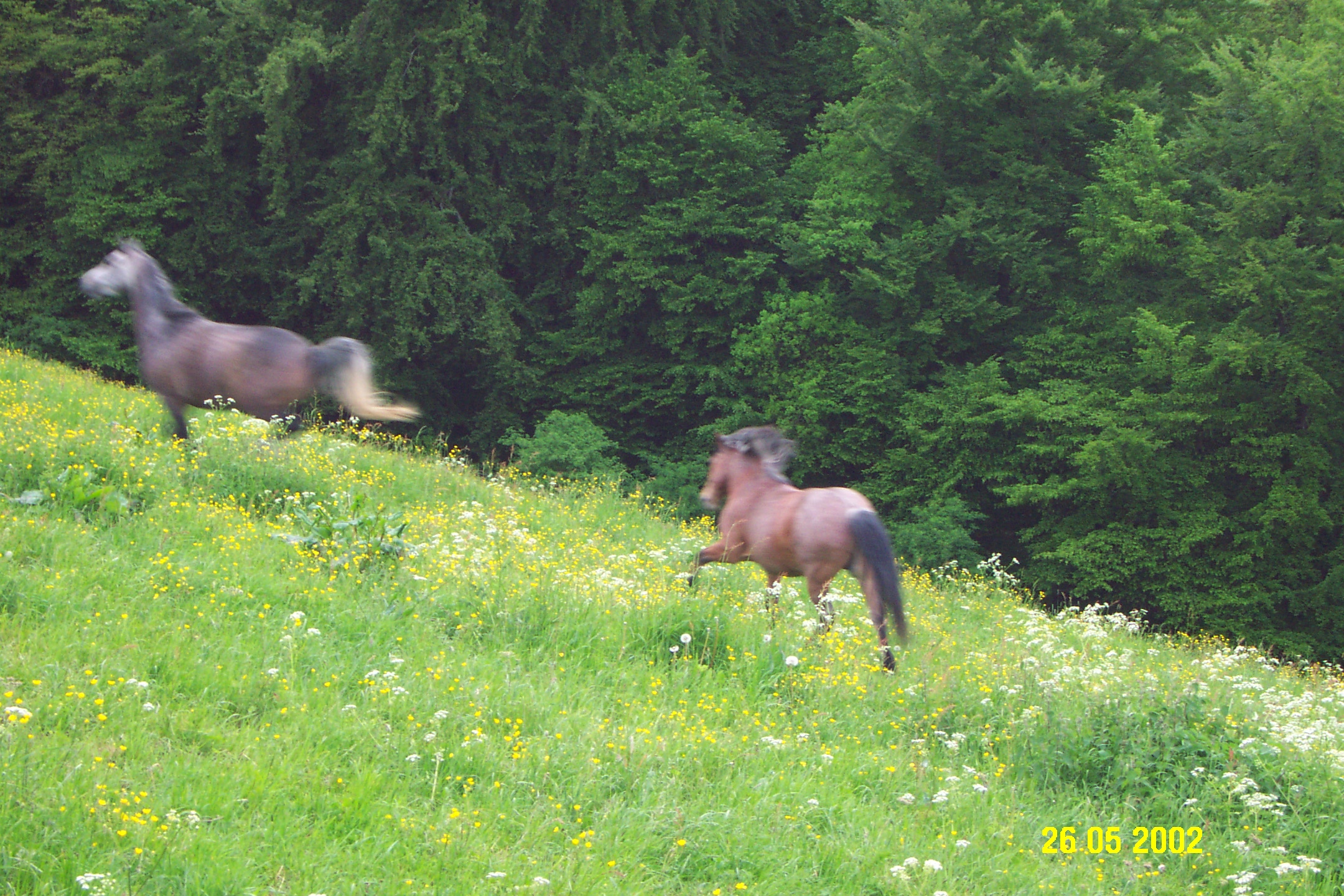 Pferde auf der Weide