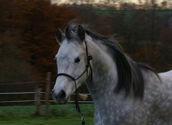 Fellfarbe Schimmel beim Pferd